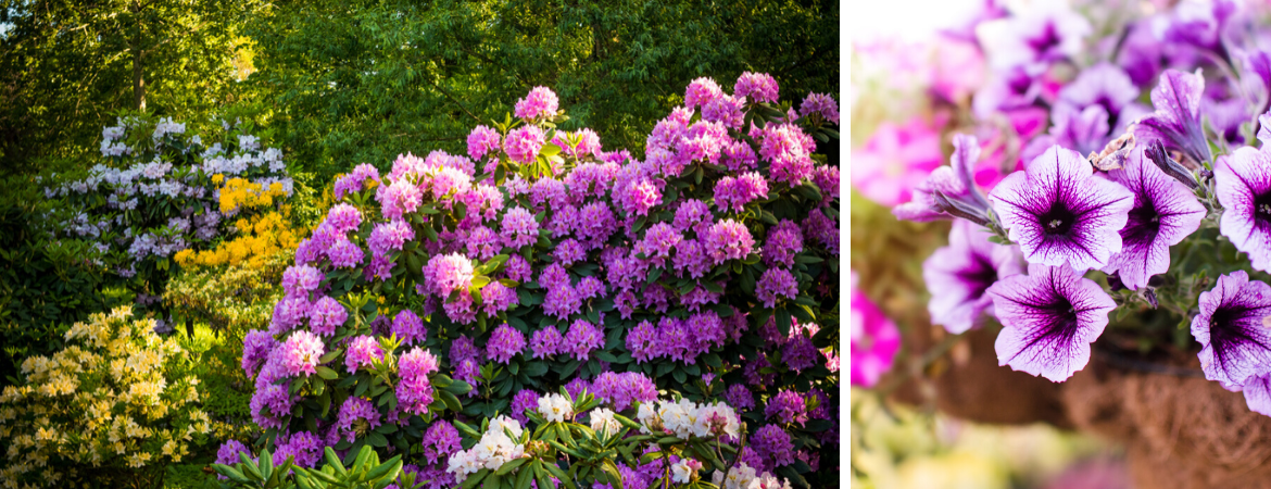 Buitenplanten Kopen Bij GroenRijk Tilburg