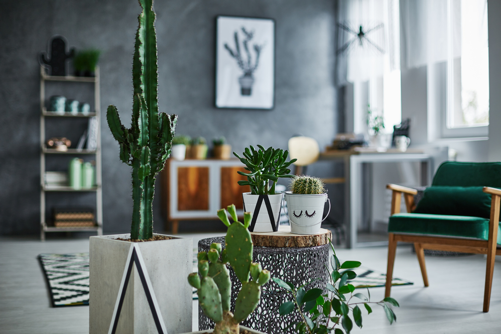 Cactus kamerplant bij GroenRijk Tilburg Cactus kamerplant bij GroenRijk Tilburg