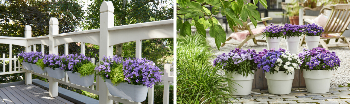 Campanula en Aster planten kopen bij GroenRijk Tilburg