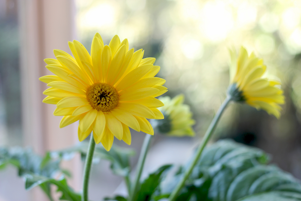 Gerbera kamerplant GroenRijk Tilburg Gerbera kamerplant GroenRijk Tilburg