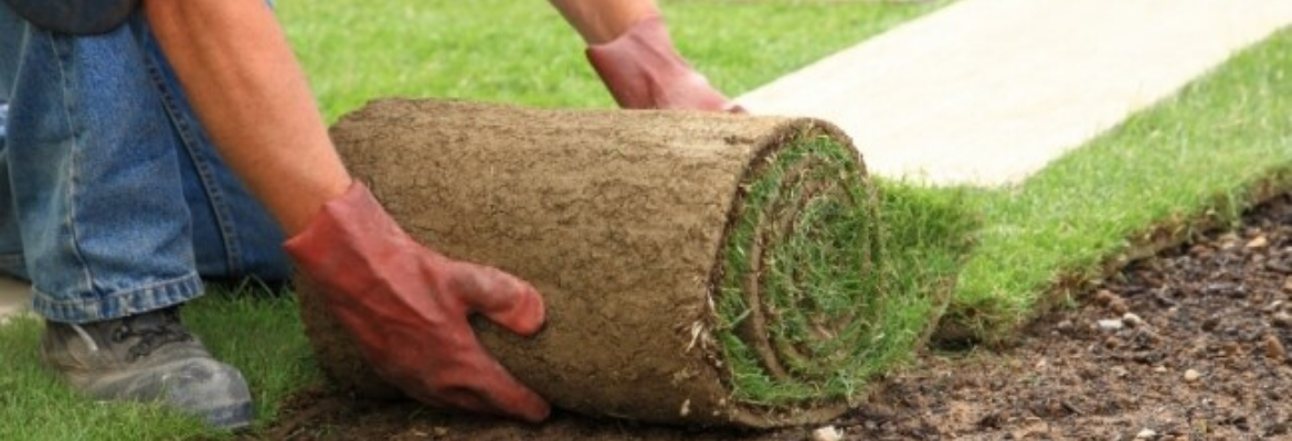 Graszoden kopen en thuis bezorgd bij GroenRijk tilburg