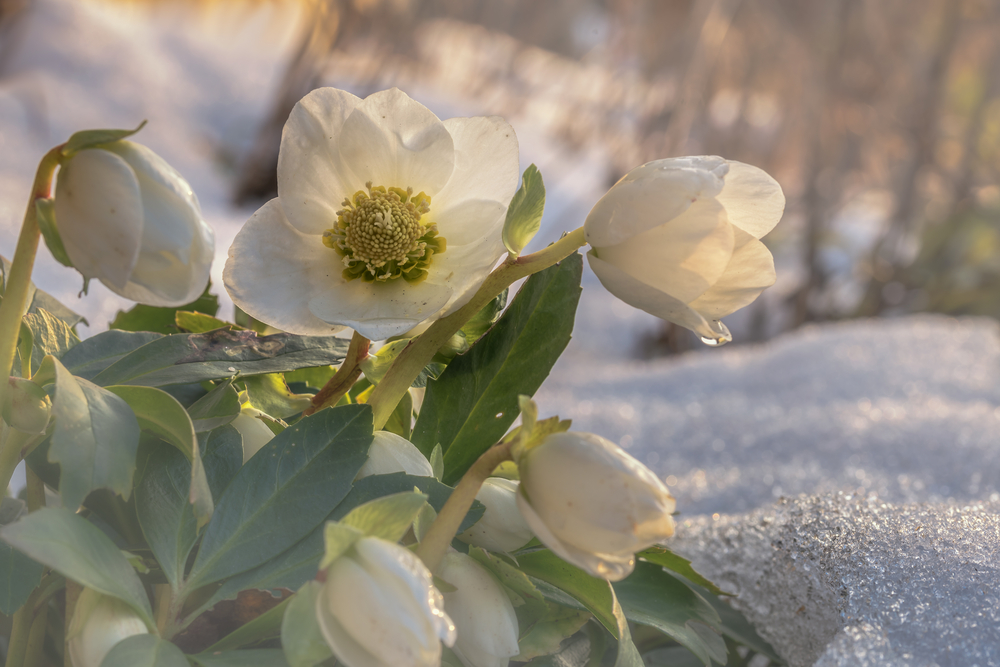 Helleborus tuinplant in de winter