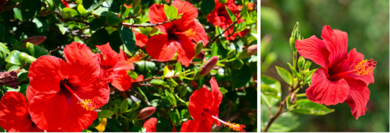 Hibiscus Kopen Bij GroenRijk Tilburg