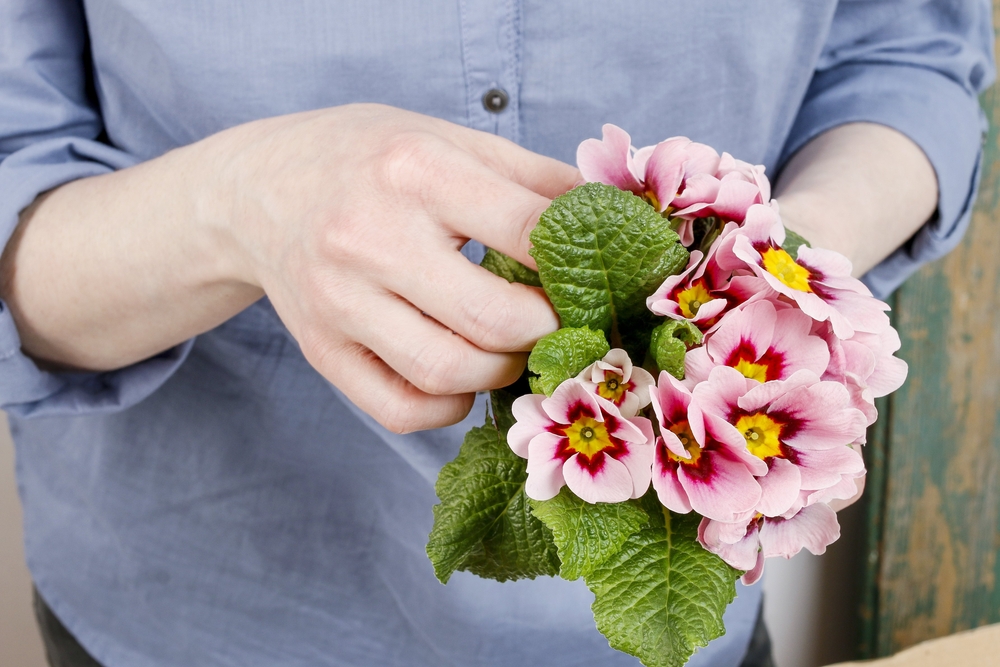 Primula tuinplant tuincentrum GroenRijk Tilburg