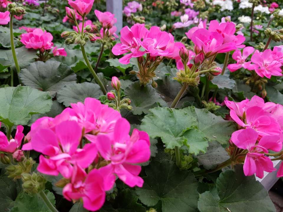 Geraniummarkt GroenRijk Tilburg