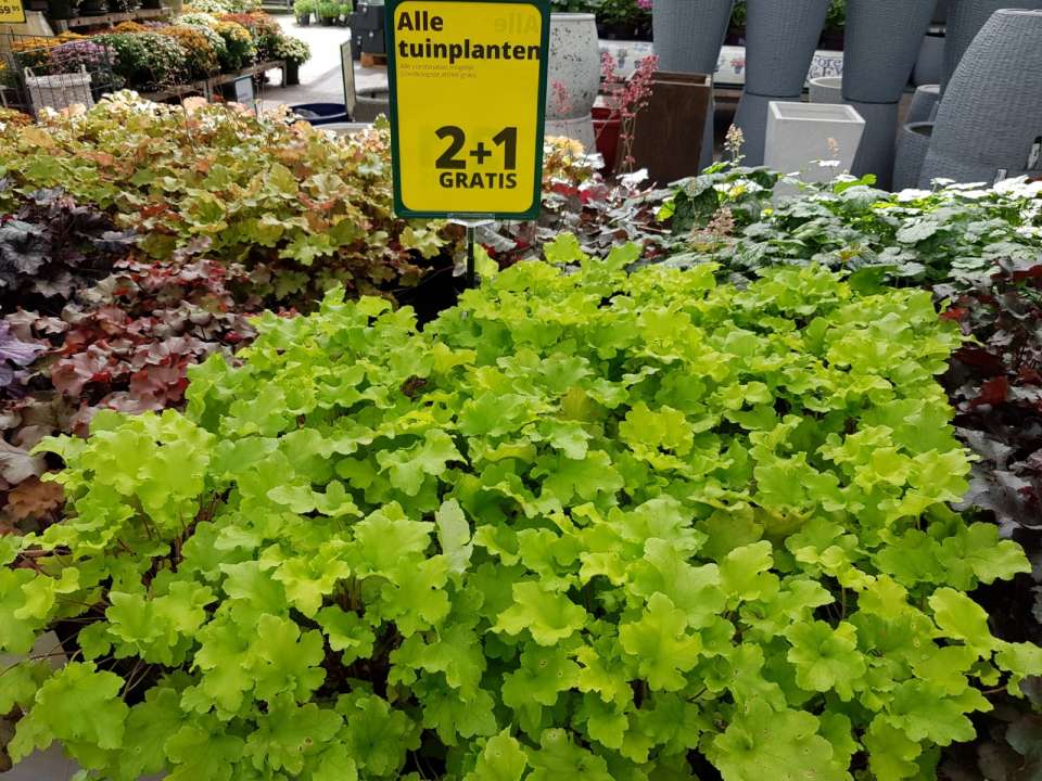 Kwalificatie engineering retort Tuinplanten aanbieding