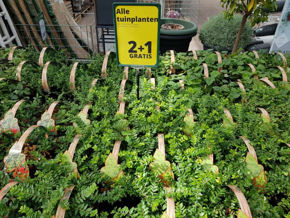 Kwalificatie engineering retort Tuinplanten aanbieding