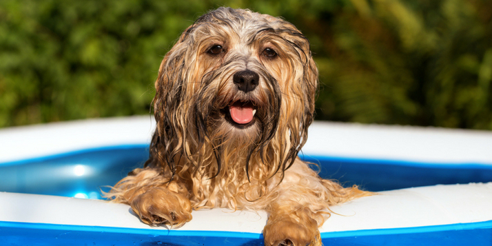 verkoeling voor honden