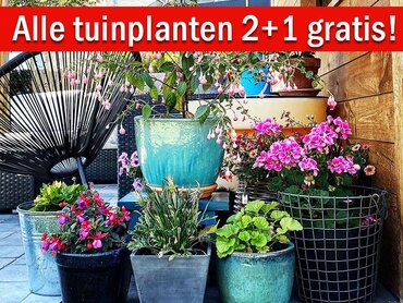 Kom voordelig buitenplanten shoppen!