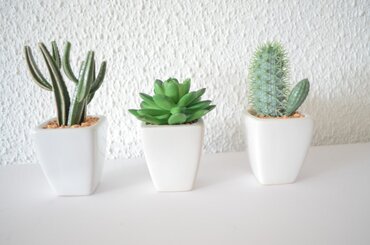 Cactus show