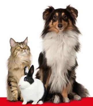 Dierenarts DCO