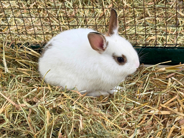 Dierendag