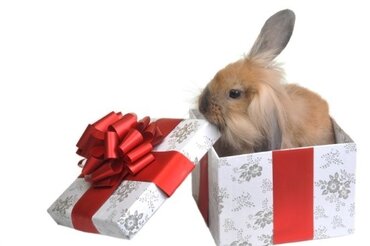 Dierenfeestdag bij GroenRijk Tilburg