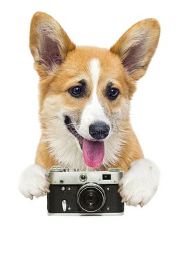 Dierenfotograaf