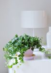Hedera Hedera
