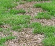 Gazon herstellen na lange droogte