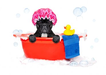 Gratis dogwash