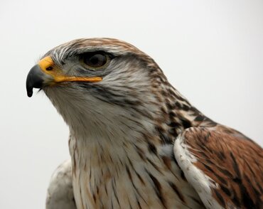 Roofvogelshow