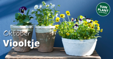 Tuinplant van de maand oktober Tuinplant van de maand oktober
