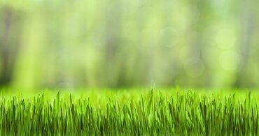 Tuinspecialist Ecostyle