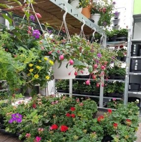 De bloemetjes buiten zetten met deze mooie buitenplanten