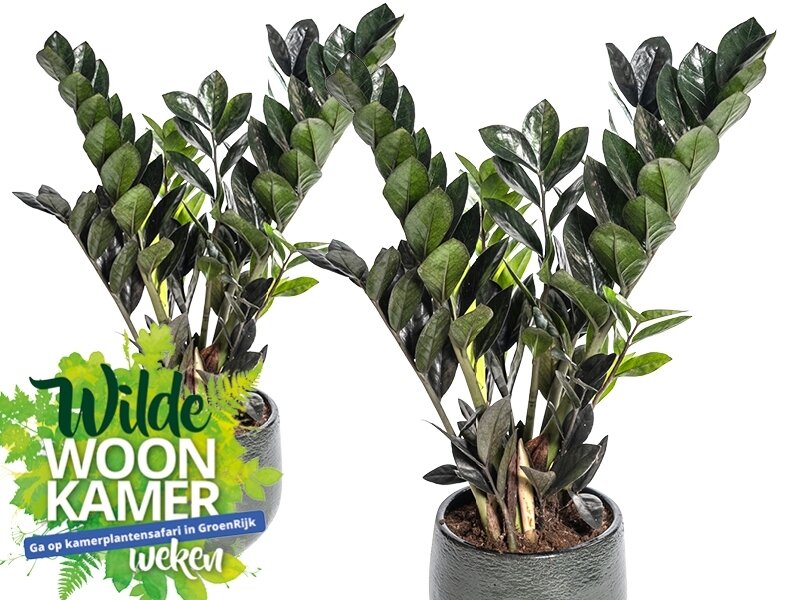 De Zamioculcas! - GroenRijk Tilburg