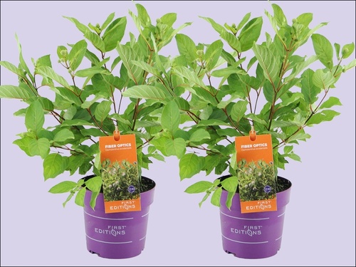 Kogelbloem – een bolletje vol charme