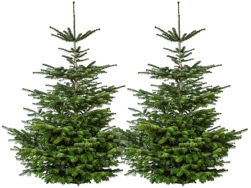 Nordmann-spar: kampioen onder de kerstbomen