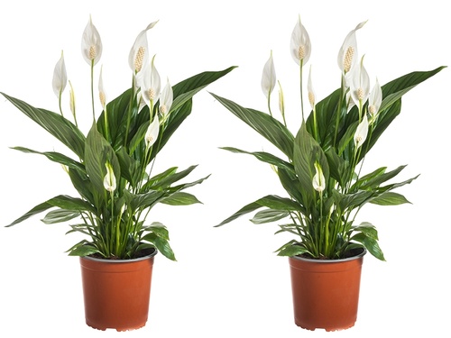 Op slag verliefd op de Spathiphyllum 'Bingo Cupido'