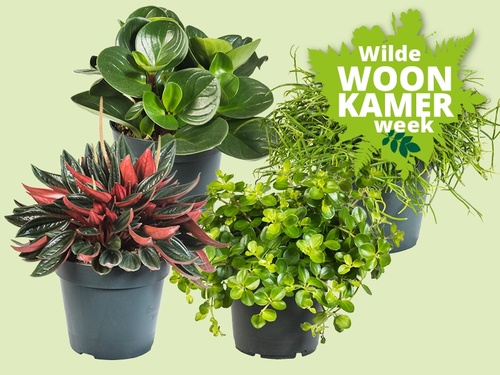 Vetplantjes, vier keer groen met een eigen vibe