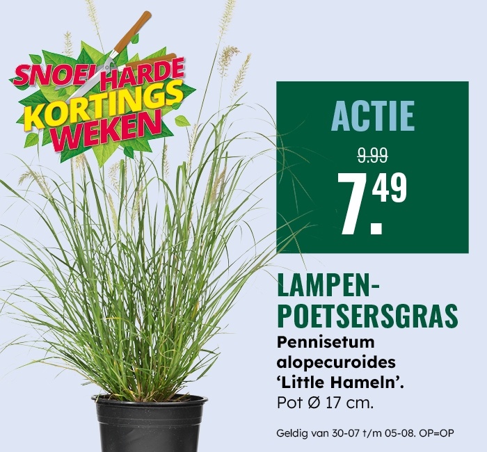 Weekaanbieding: Lampenpoetsersgras