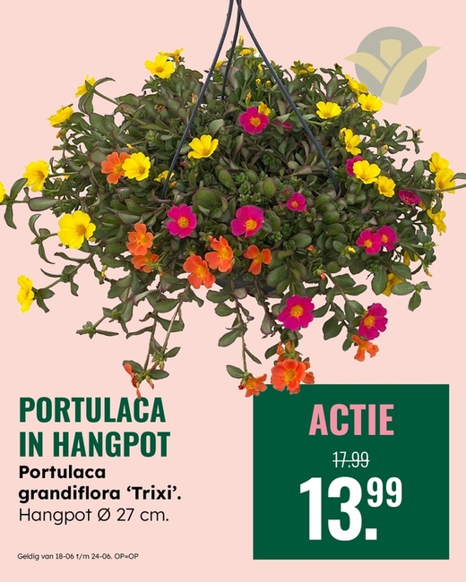 Weekaanbieding: Portulaca in hangpot