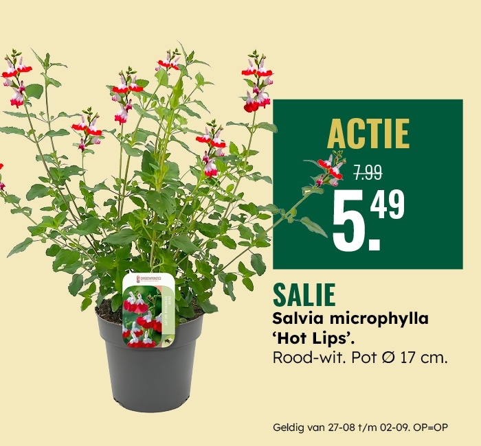 Weekaanbieding: Salie
