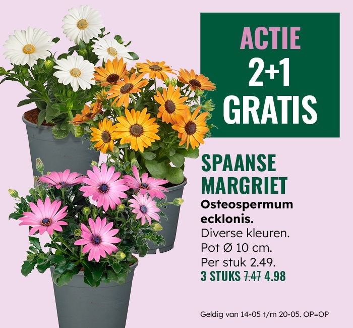 Weekaanbieding: Spaanse margriet