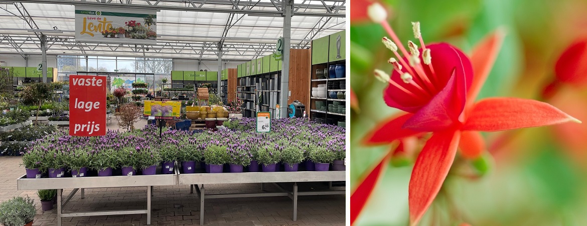 Perkplanten kopen doe je bij GroenRijk Tilburg