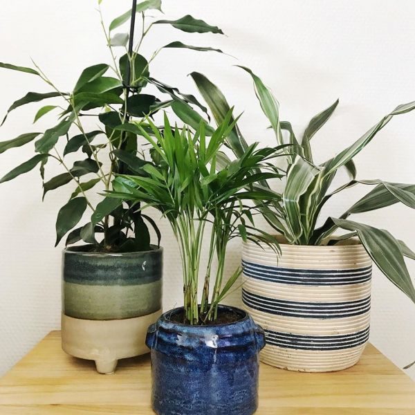 Foto: @karlijnsjungle