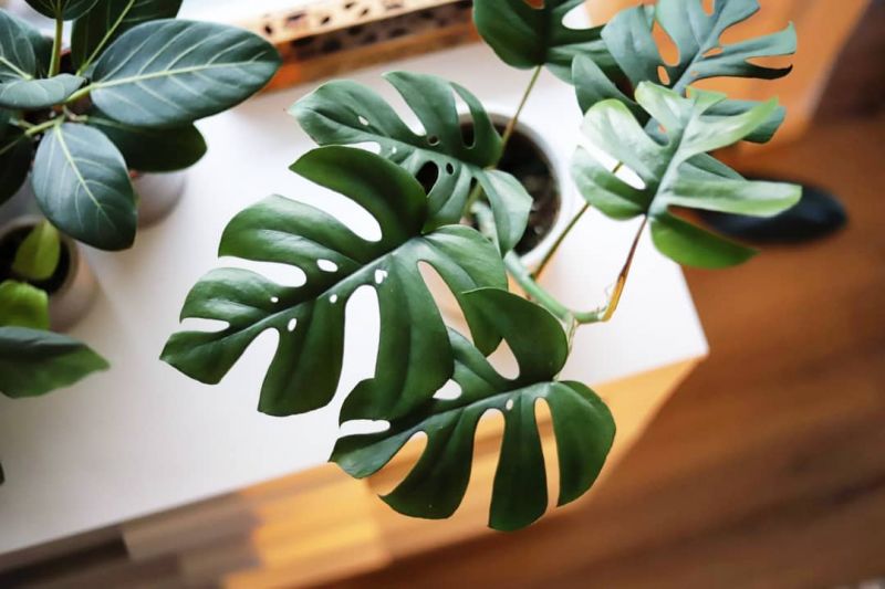 Foto: @Feline.foliage