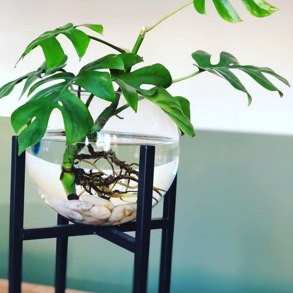 Foto: @jungledecoration