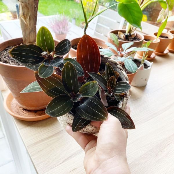 Foto: @karlijnsjungle