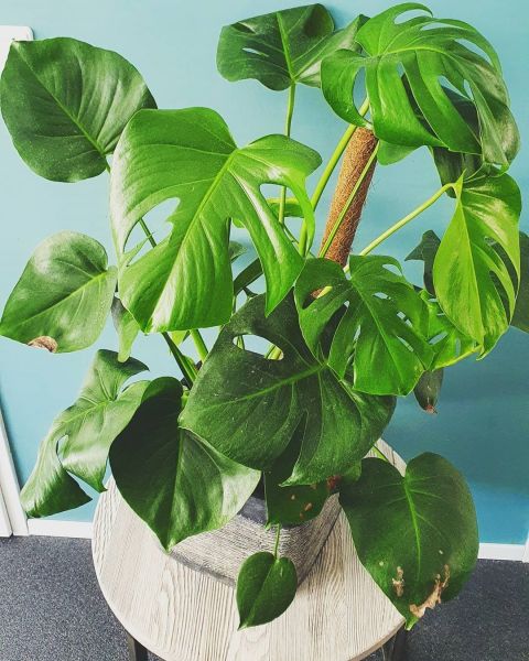 Foto: @mijnurbanjungle