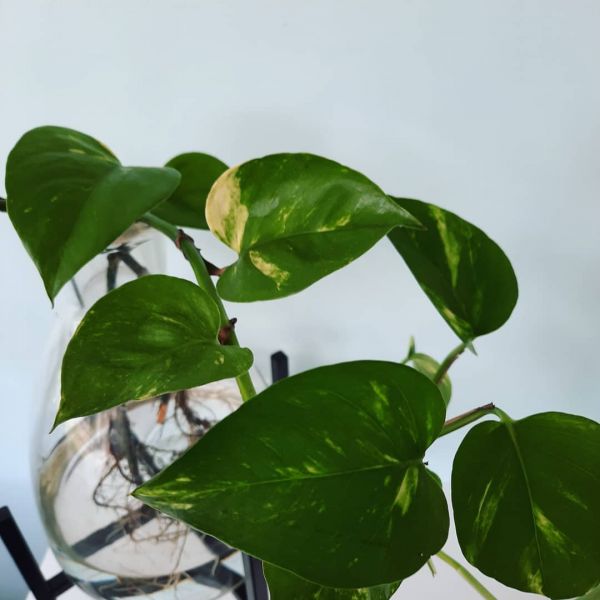 Foto: @sneakpeekatmariek