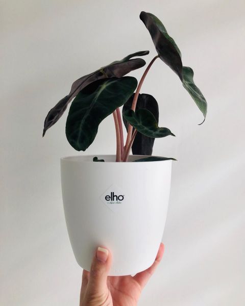 Foto: @partnersingroen