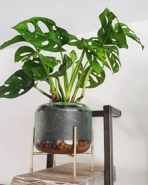 Foto: @mijnurbanjungle