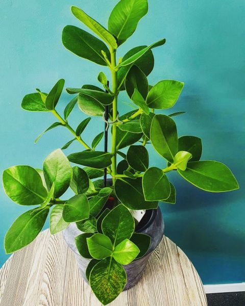 Foto: @mijnurbanjungle