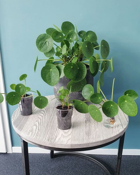 Foto: @mijnurbanjungle