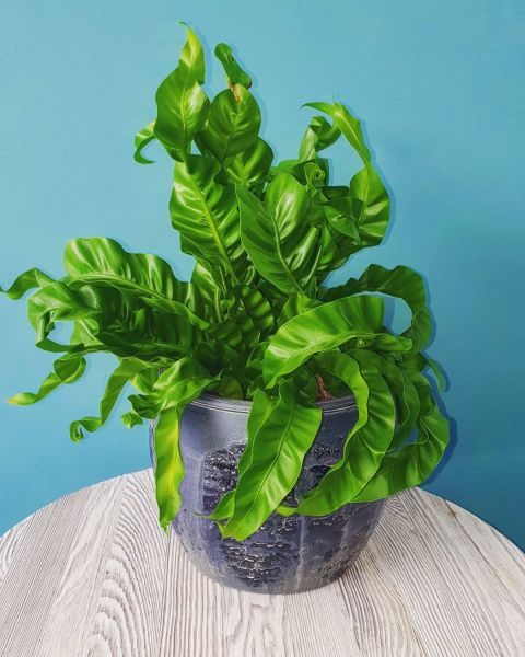 Foto: @mijnurbanjungle