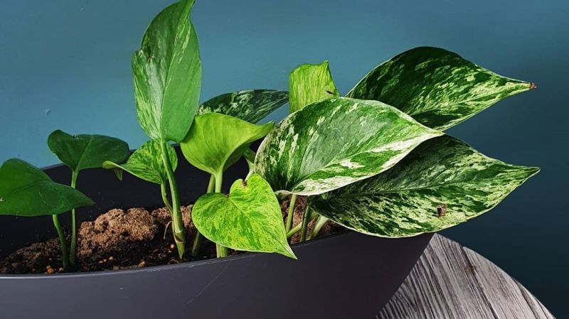 Foto: @mijnurbanjungle