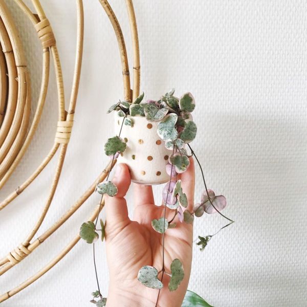 Foto: @karlijnsjungle