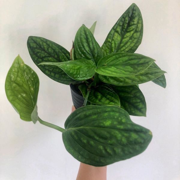 Foto: @Partnersingroen