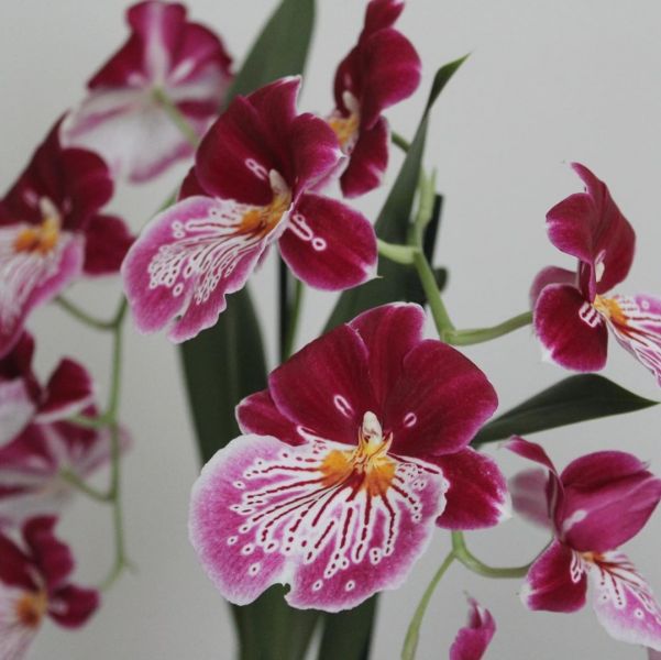 Foto: @calatheajungle